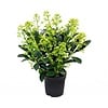 Skimmia japonica 'Finchy' | 30 cm hoog | 10,5 cm pot