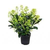 Skimmia japonica 'Finchy' | 30 cm hoog | In 10,5 cm pot | Wintergroene tuinplant