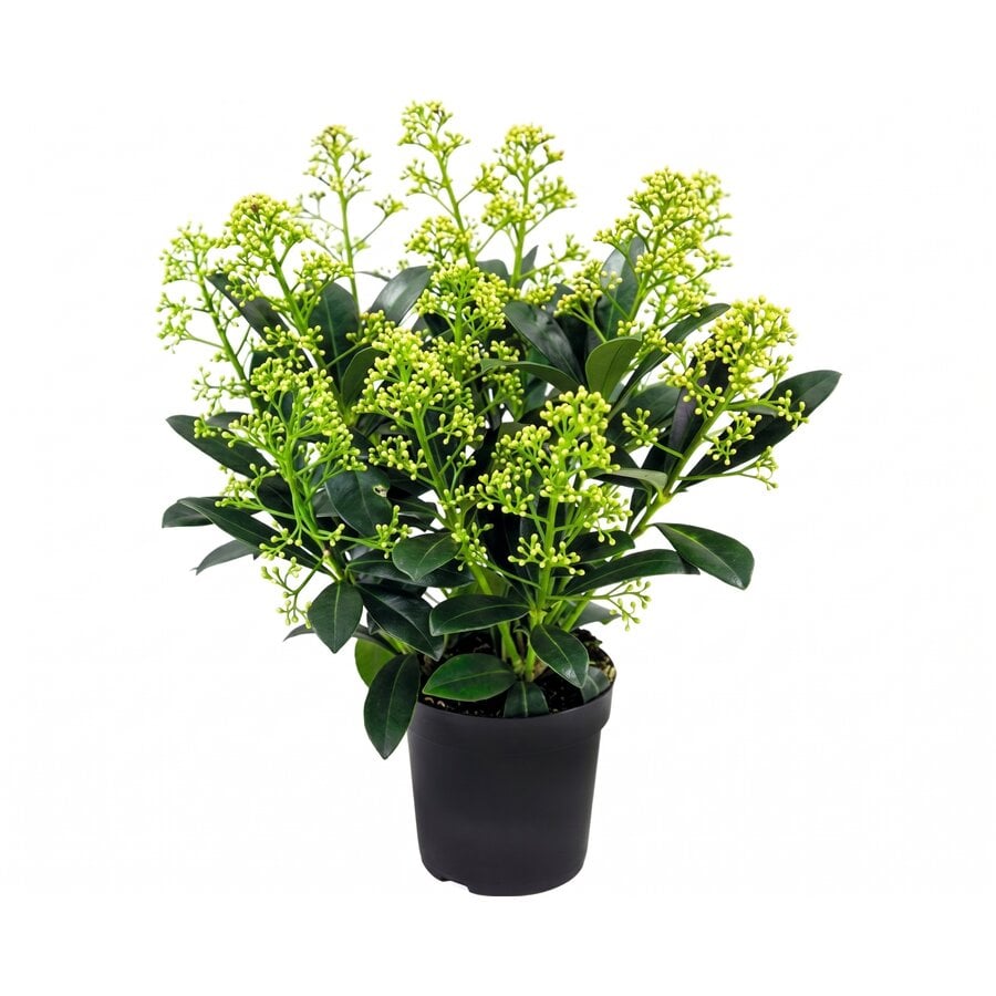 Skimmia japonica 'Finchy' | 30 cm hoog | In 10,5 cm pot | Wintergroene tuinplant