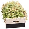 Levend sphagnum mos | per kist