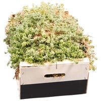Levend sphagnum mos | per kist | voor terrarium, stekken en kamerplanten