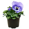 Viola cornuta ‘Marina’ | Hoornviooltje | 12 cm hoog | 9 cm pot