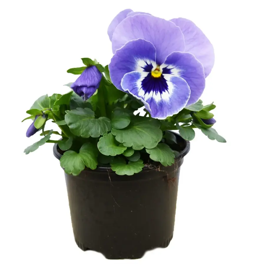 Viola cornuta ‘Marina’ (hoornviooltje) | Lichtblauw met wit hart | 12 cm hoog | In 9 cm pot | Lange bloei voor tuin en balkon