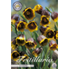 Fritillaria uva-vulpis | bloembol per stuk