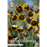 Fritillaria uva-vulpis | vossendruif bloembol per stuk | purperbruine klokbloemen