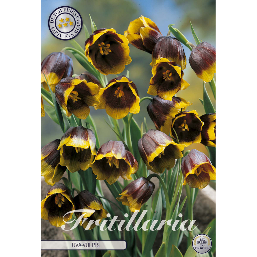 Fritillaria uva-vulpis | vossendruif bloembol per stuk | purperbruine klokbloemen