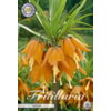 Fritillaria imperialis Aurora | keizerskroon bol | verkoop per stuk