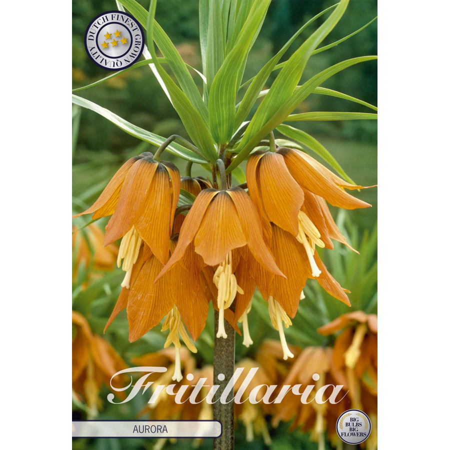 Fritillaria imperialis Aurora keizerskroon bol | Oranje voorjaarsbloeiende bloembol | Verkoop per stuk