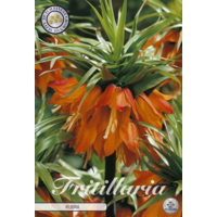 Fritillaria imperialis Rubra (keizerskroon) | bloembol met oranjerode bloemen | verkoop per stuk