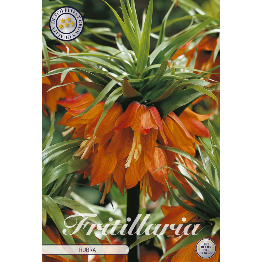Fritillaria imperialis Rubra (keizerskroon) | bloembol met oranjerode bloemen | verkoop per stuk