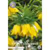 Fritillaria imperialis Lutea | Keizerskroon bloembol | verkoop per stuk