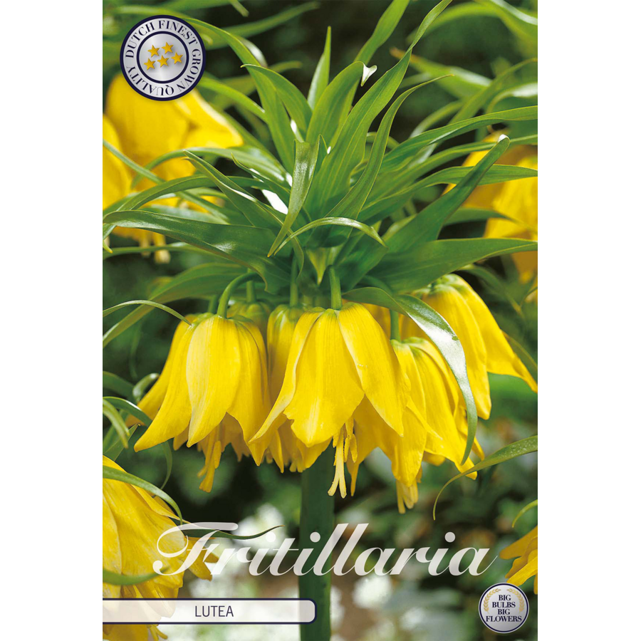 Fritillaria imperialis Lutea | gele keizerskroon bloembol | opvallende voorjaarsbloeier | verkoop per stuk