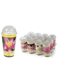 Nelumbo lotus kweekset | Beker met voedingsbodem en 2 lotuszaden | Diverse kleuren