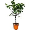 Ficus carica | Vijgenboom | 150 cm hoog | 28 cm pot