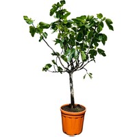 Ficus carica vijgenboom | 150 cm hoog | In 28 cm pot | Eetbare vijgenboom voor tuin, balkon en terras