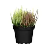 Calluna vulgaris 'WiBo's Trio' | 20 cm hoog | 9 cm pot