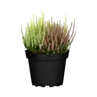 Calluna vulgaris 'WiBo's Trio' struikheide | 20 cm hoog | In 9 cm pot | Driekleurige heideplant