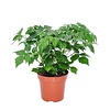 Radermachera sinica | 7 cm pot | 15 cm hoog