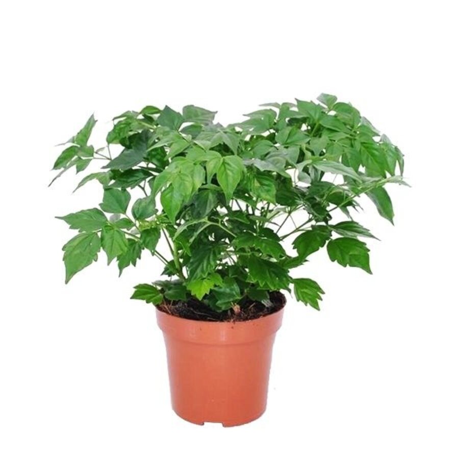Radermachera sinica | 7 cm pot | 15 cm hoog | kamerplant en terrariumplant