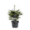 Abies koreana | Koreaanse zilverspar | 35 cm hoog | 19 cm pot