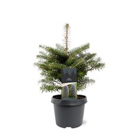 Abies koreana Koreaanse zilverspar | 35 cm hoog | In 19 cm pot | Wintergroene conifeer voor tuin en terras