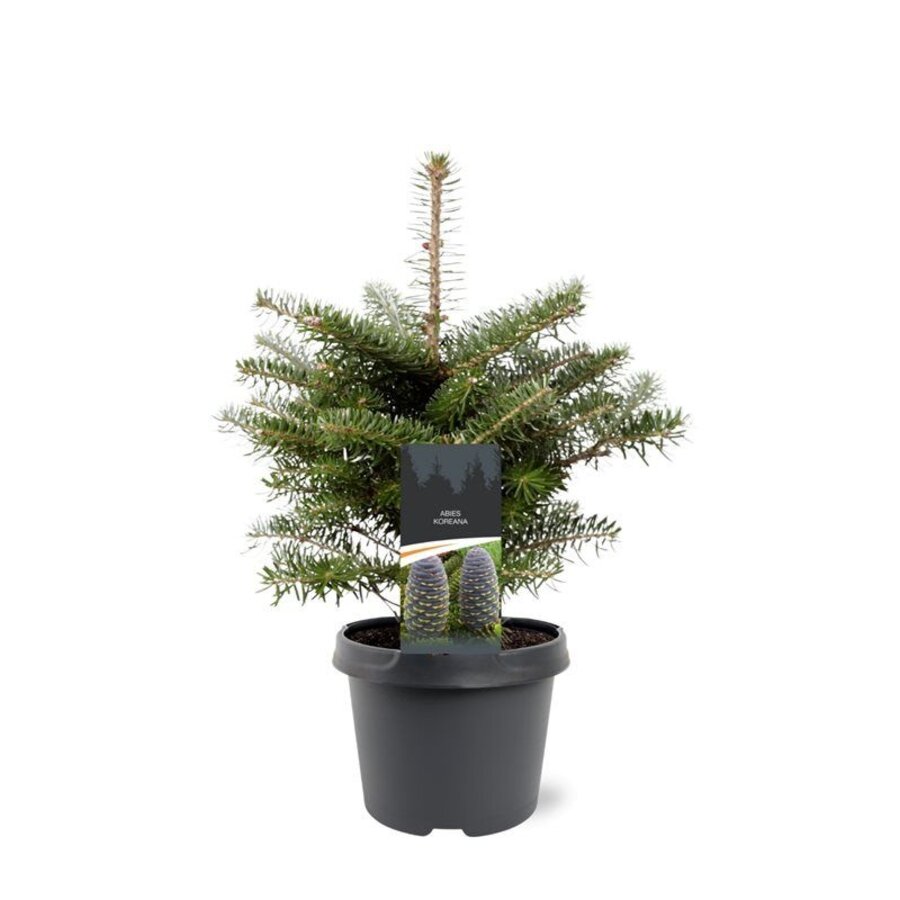 Abies koreana Koreaanse zilverspar | 35 cm hoog | In 19 cm pot | Wintergroene conifeer voor tuin en terras