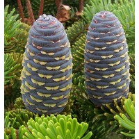 Abies koreana Koreaanse zilverspar | 35 cm hoog | In 19 cm pot | Wintergroene conifeer voor tuin en terras