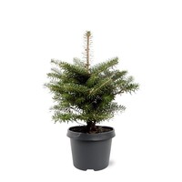 Abies koreana Koreaanse zilverspar | 35 cm hoog | In 19 cm pot | Wintergroene conifeer voor tuin en terras