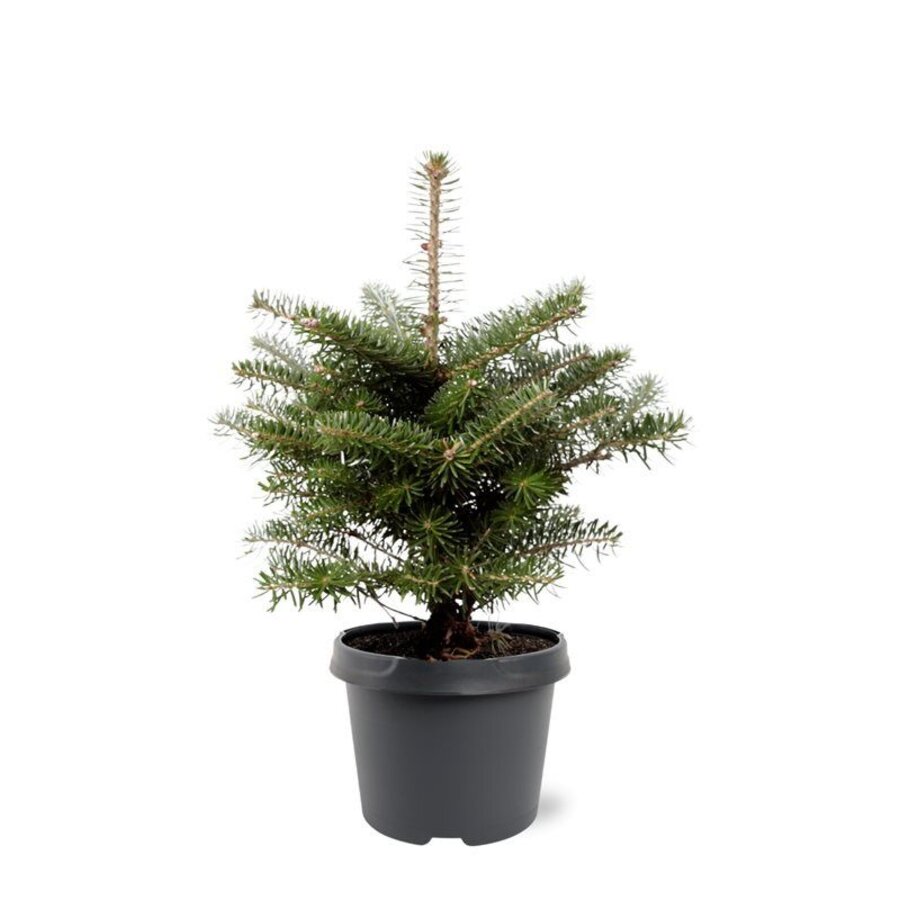 Abies koreana Koreaanse zilverspar | 35 cm hoog | In 19 cm pot | Wintergroene conifeer voor tuin en terras