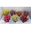 Calluna vulgaris Beauty Ladies mix | verkoop per stuk | 20 cm hoog | 11 cm pot