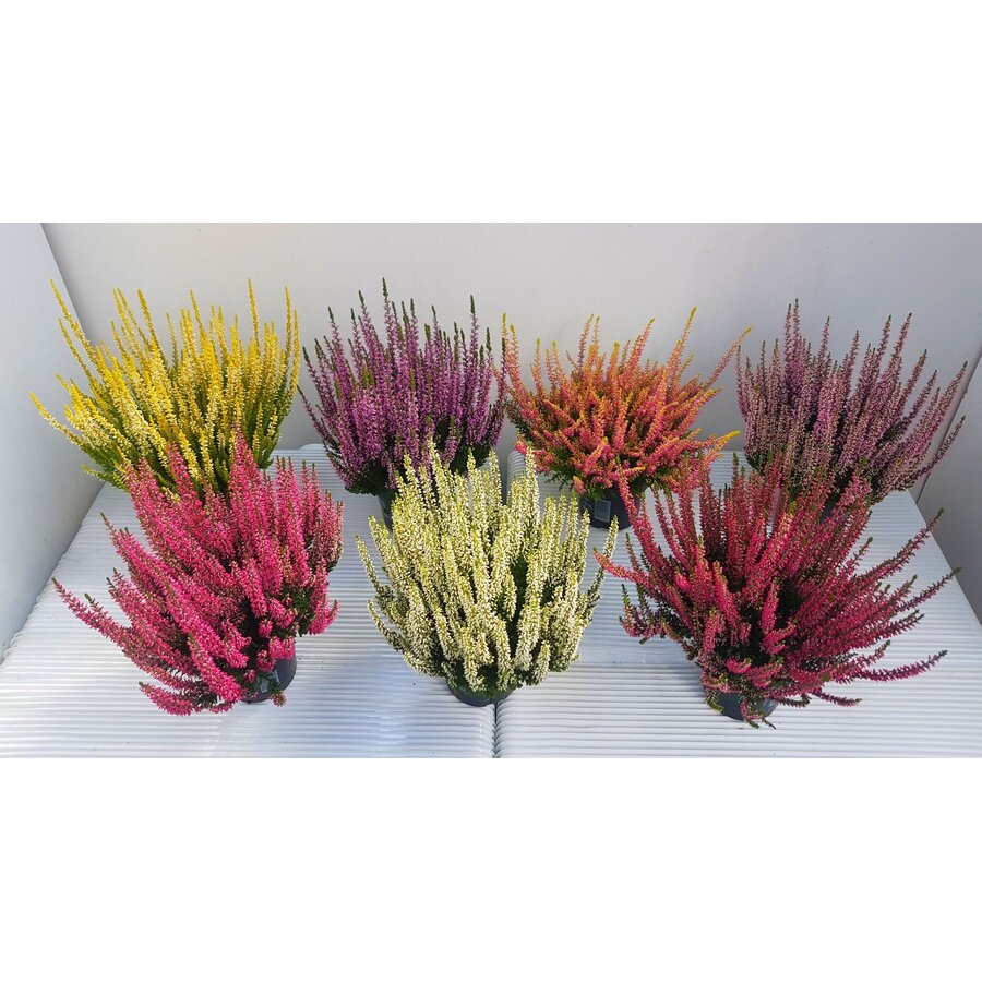 Calluna vulgaris Beauty Ladies gemengd | Struikheide in diverse kleuren | 20 cm hoog | In 11 cm pot | Verkoop per stuk