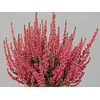 Calluna vulgaris Beauty Ladies Siska | Struikheide rood | 20 cm hoog | 9 cm pot