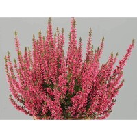 Calluna vulgaris Beauty Ladies Siska (struikheide) | Rode knopheide | 20 cm hoog | In 9 cm pot