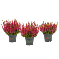 Calluna vulgaris Beauty Ladies Siska (struikheide) | Rode knopheide | 20 cm hoog | In 9 cm pot