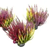 Calluna vulgaris Beauty Ladies Starlight gemengd | 25 cm hoog | 11 cm pot