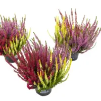 Calluna vulgaris Beauty Ladies Starlight gemengd | Struikhei in meerdere kleuren in 1 pot | 25 cm hoog | 11 cm pot