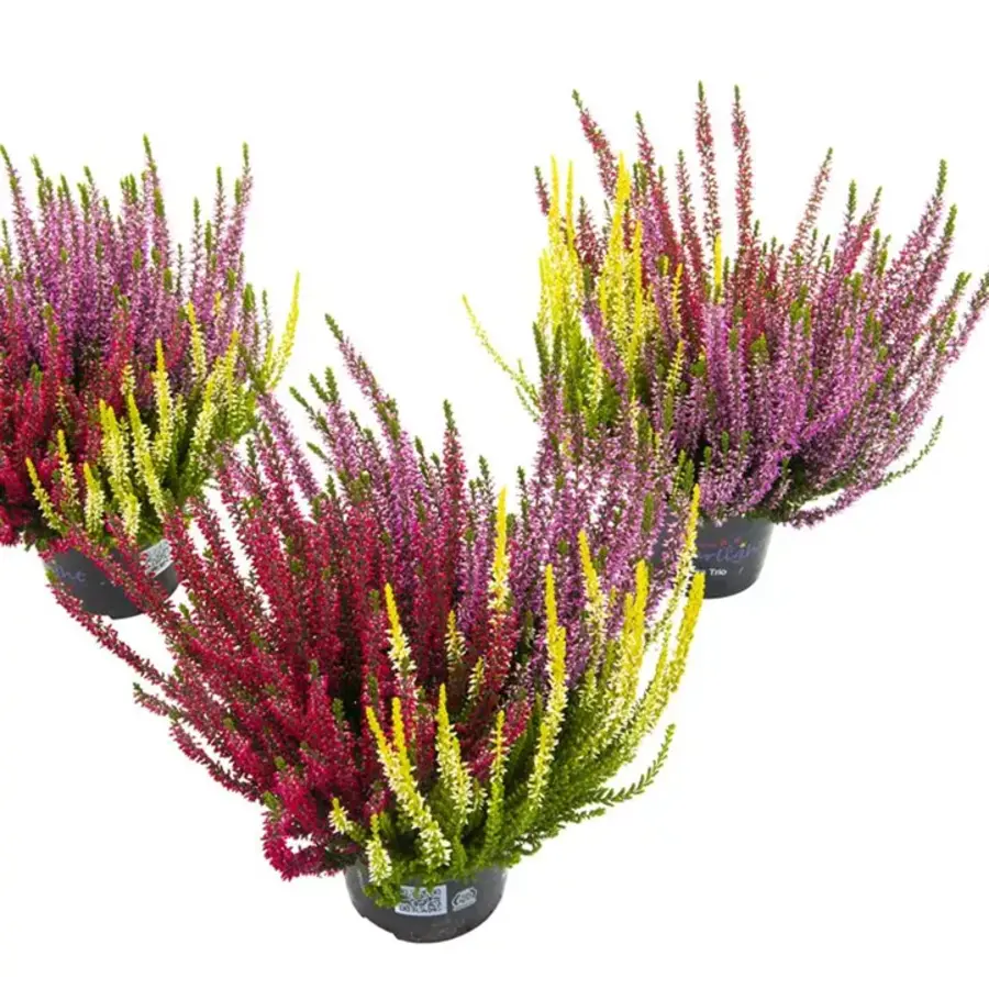 Calluna vulgaris Beauty Ladies Starlight gemengd | Struikhei in meerdere kleuren in 1 pot | 25 cm hoog | 11 cm pot