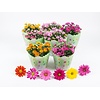 Chrysanthemum gemengd | verkoop per stuk | 23 cm pot | 30 cm hoog
