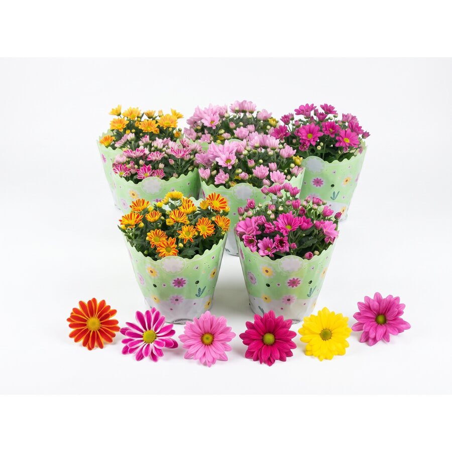 Chrysanthemum Indicum Grp gemengd | verkoop per stuk | 1 kleur per pot | bij meerdere stuks zo veel mogelijk verschillende kleuren | 30 cm hoog | in 23 cm pot