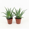 Aloe arborescens | 12 cm pot | 20 cm hoog