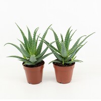 Aloe arborescens | 12 cm pot | 20 cm hoog | sterke vetplant voor terrarium en woonkamer