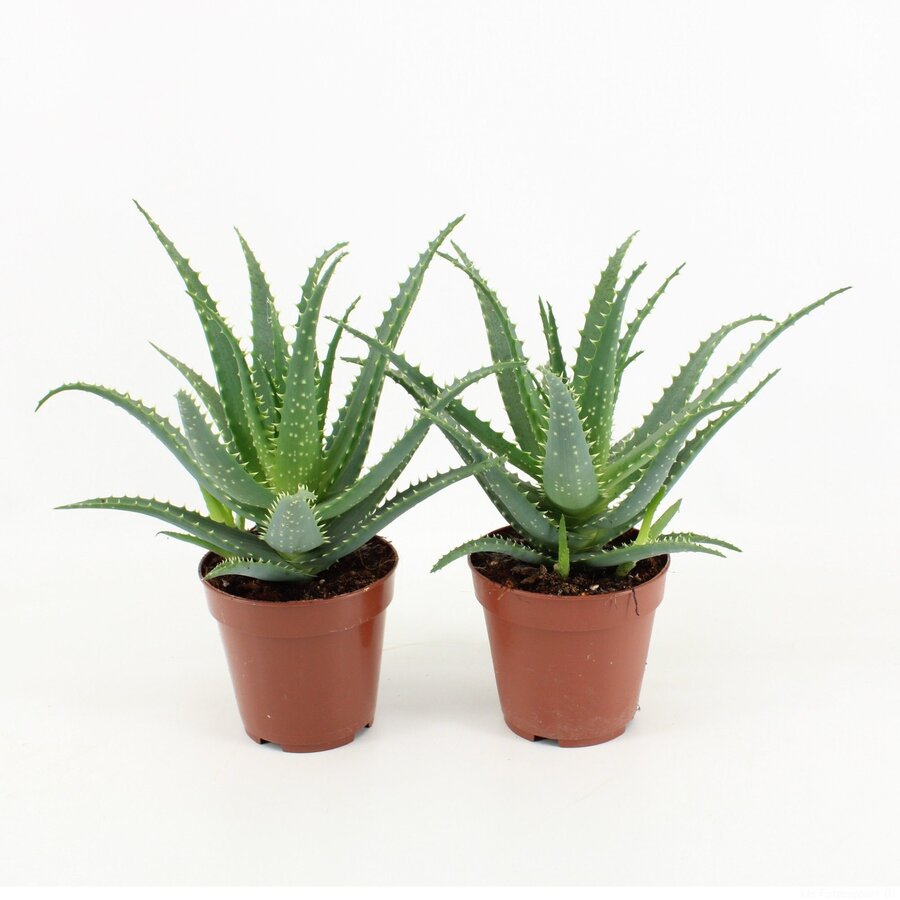 Aloe arborescens | 12 cm pot | 20 cm hoog | sterke vetplant voor terrarium en woonkamer