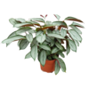 Ctenanthe Setosa Silver | 12 cm pot | 35 cm hoog