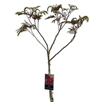 Albizia julibrissin ‘Summer Chocolate’ (paarse slaapboom) op stam | 230 cm hoog | In 27 cm pot | Donkerbladige sierboom