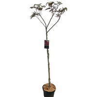 Albizia julibrissin ‘Summer Chocolate’ (paarse slaapboom) op stam | 230 cm hoog | In 27 cm pot | Donkerbladige sierboom