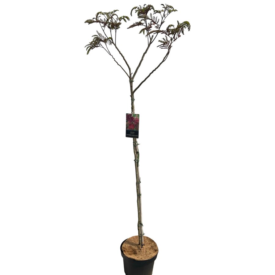Albizia julibrissin ‘Summer Chocolate’ (paarse slaapboom) op stam | 230 cm hoog | In 27 cm pot | Donkerbladige sierboom
