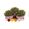 Chrysanthemum gemengde kleuren in 1 pot | 27 cm hoog | 23 cm pot