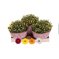Chrysanthemum gemengde kleuren in 1 pot | 8 planten per pot | 27 cm hoog | In 23 cm pot | Kleurrijke tuinplant voor balkon, terras en border