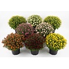 Bolchrysant mix | 40 cm hoog | 19 cm pot | bol ca. 45 cm | per stuk