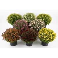 Chrysanthemum bolchrysant mix | 40 cm hoog bij levering | 19 cm pot | bol ca. 45 cm | diverse kleuren | per stuk